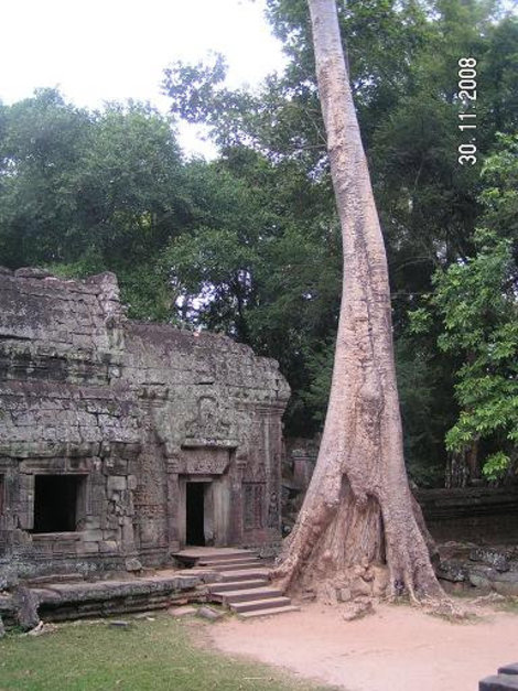 Дерево Ангкор (столица государства кхмеров), Камбоджа