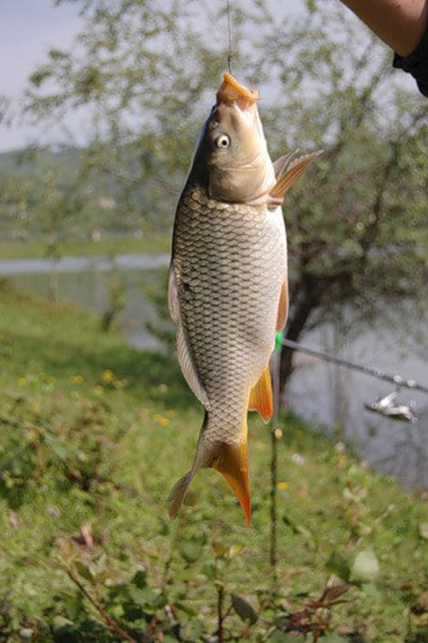 Эх, хвост-чешуя! или Особенности рыбалки в Сочи Сочи, Россия