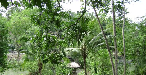 тоже джунгли Бали, Индонезия