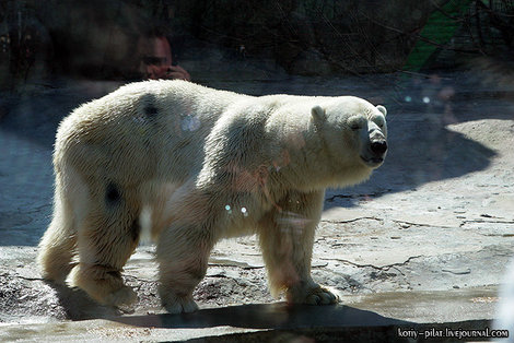 Больной белый медведь Москва, Россия