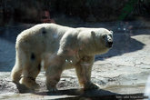 Больной белый медведь