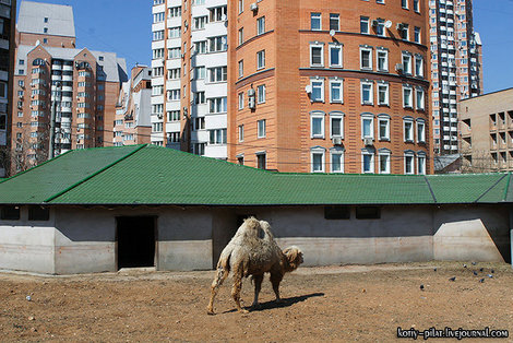 Верблюд и недвижимость Москва, Россия