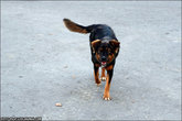 Звенигородская собака