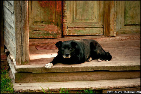 Кимрская собака Кимры, Россия