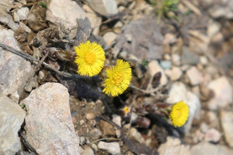 Цветы мать-и-мачехи — верный признак весны Каменномостский, Россия