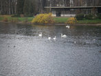 Озеро с лебедями.