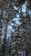 Леса в снегу
