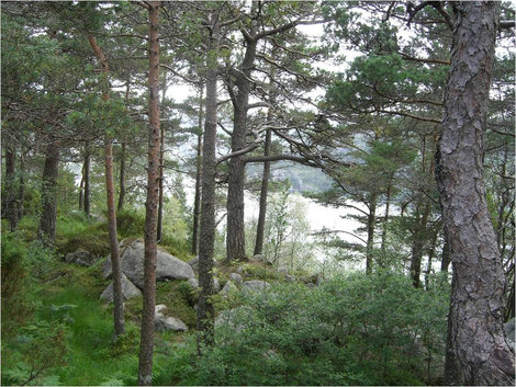 Пейзаж по дороге на Кафедру проповедника Люсе-фьорд, Норвегия