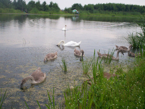 Озеро Лебедь Куршская Коса Национальный Парк, Россия