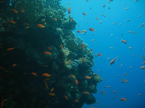 Что можно увидеть на diving сафари в Красном море Провинция Южный Синай, Египет
