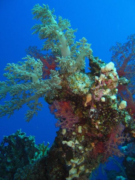 Что можно увидеть на diving сафари в Красном море Провинция Южный Синай, Египет