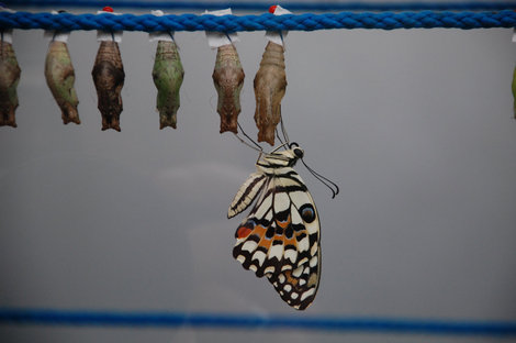 Ферма по разведению бабочек Земля Мекленбург-Передняя Померания, Германия