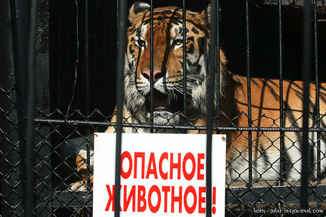 Тигр Пенза, Россия