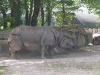 Носорог в доспехах
