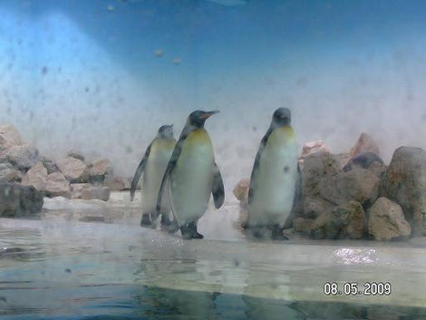Шайка пингвинов Мюнхен, Германия