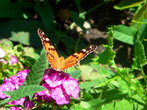 В Железноводске много цветочных клумб и бабочек, порхающих над ними.