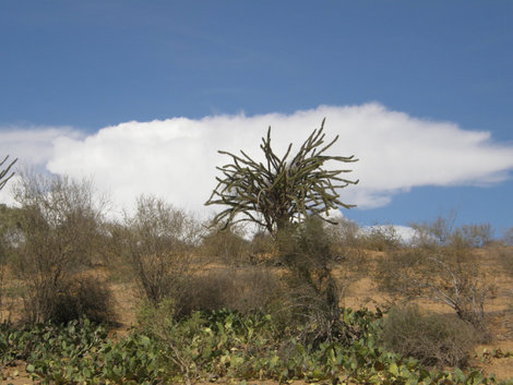 Осьминоговое дерево Мадагаскар