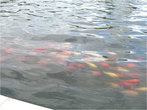 Рыба в Большом фонтане