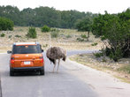 Этот страус выше машины!