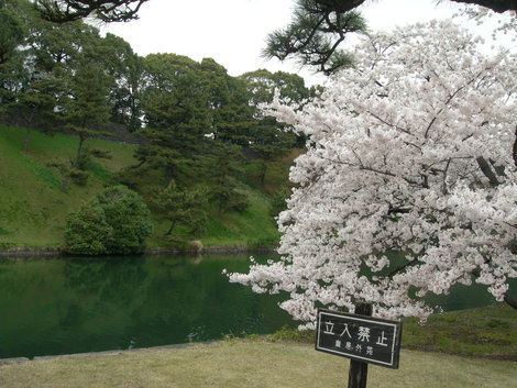 Сад у императорского дворца в Токио Япония