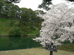 Сад у императорского дворца в Токио
