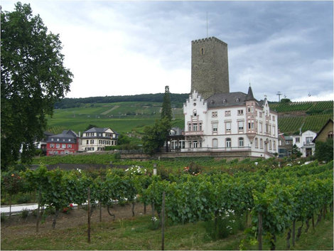 Виноградники в Рюдесхайме Рюдесхайм-на-Рейне, Германия