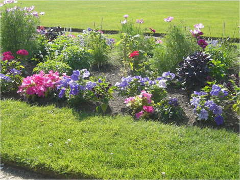 Цветы в Люксембургском саду