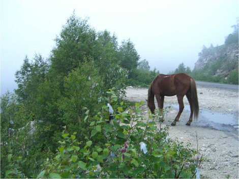 Местные коняги Адыгея, Россия