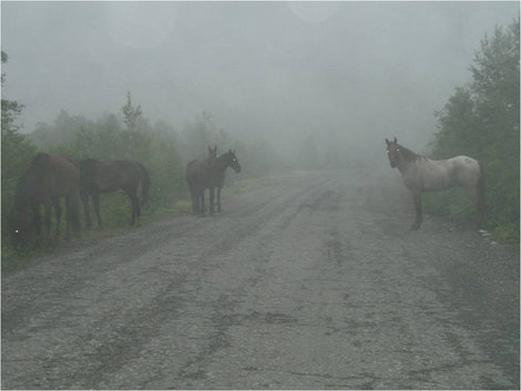 Кони в тумане Адыгея, Россия