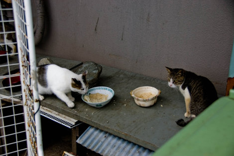 Японские кошки завтракают рисом Префектура Канагава, Япония