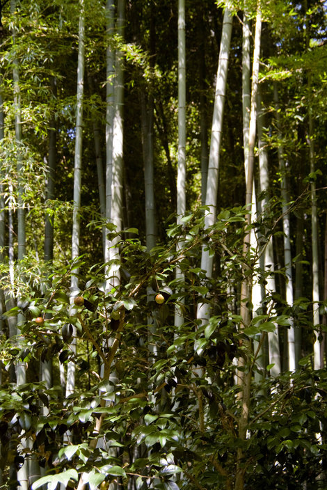 Бамбук в саду Гинкакудзи Киото, Япония