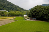 Рисовое поле у нижней станции канатки на Сёся-дзан