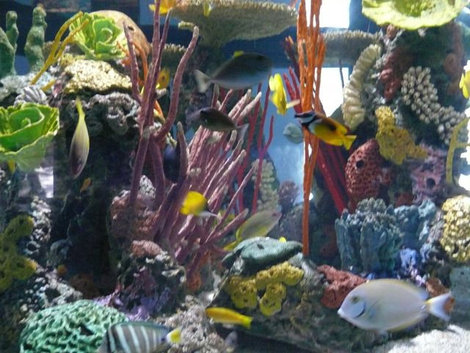 Есть в Sea World и огромные аквариумы с разноцветными рыбками Сан-Диего, CША