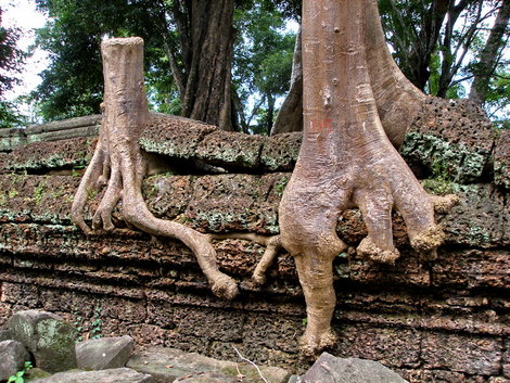 Это — одно дерево. Сиемреап, Камбоджа