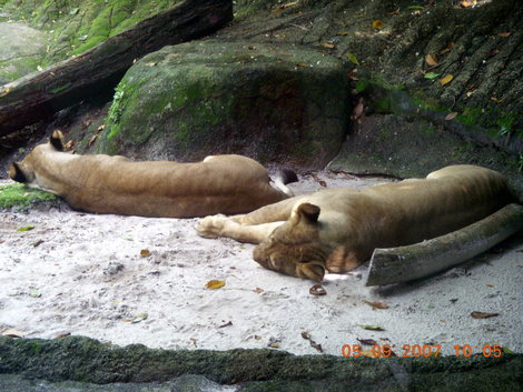 Зоопарк Сингапура Сингапур (город-государство)