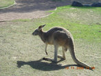 Как же в Австралии без кенгуру!
