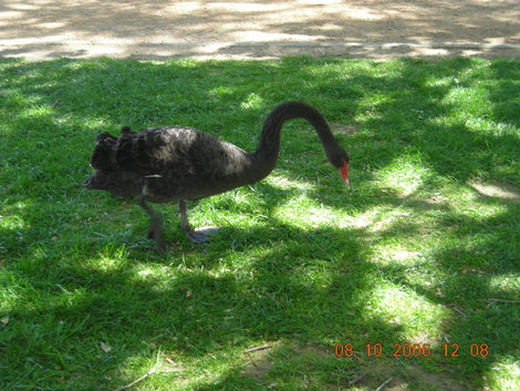 Черный лебедь — наверное, загорел под жарким автралийским солнцем... Канберра, Австралия