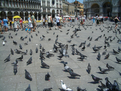 Площадь Сан-Марко Венеция, Италия