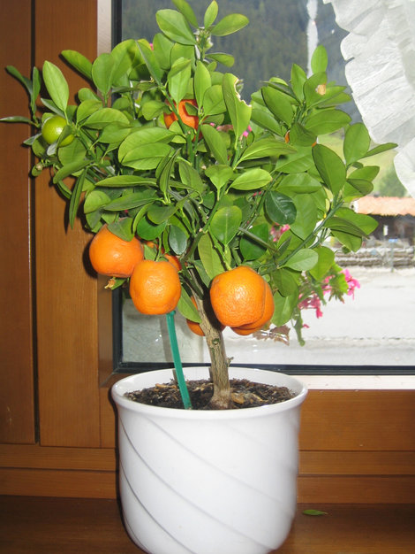 апельсиновое дерево Давос, Швейцария