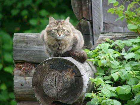 Костромской котейка Кострома, Россия