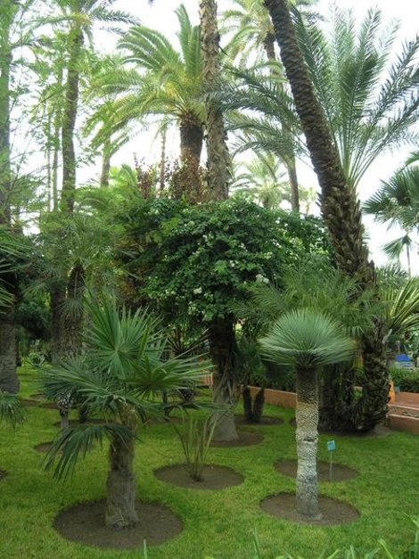 Марокко. Марракеш. Сад Мажореля Марракеш, Марокко