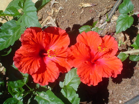 Еще цветочки Лас-Америкас, остров Тенерифе, Испания