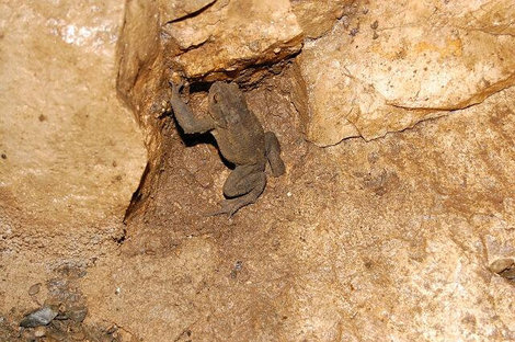 Местный житель — пещерная жаба. Сочи, Россия