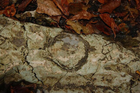 Этот кружок в камне — на самом деле окаменевший морской еж