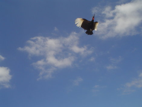 Птицы закладывали крутые виражи в небе. Лас-Америкас, остров Тенерифе, Испания