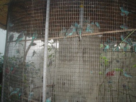 Попугайчики тоже живут на территории отеля Хаммамет, Тунис