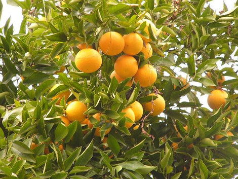 Апельсиновые сады на границе Новый Афон, Абхазия