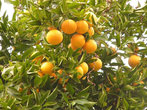 Апельсиновые сады на границе