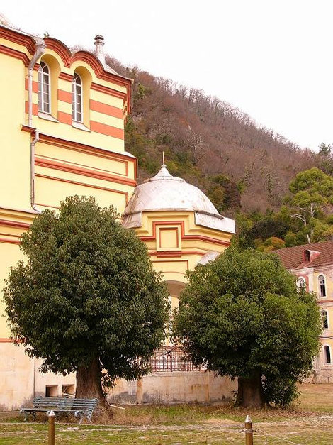 Камфарные лавры за монастырскими стенами Новый Афон, Абхазия