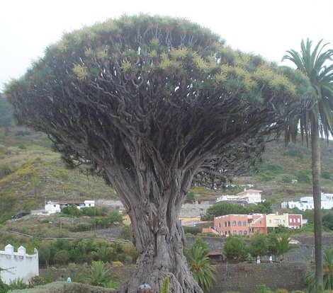 Драконовое дерево Лас-Америкас, остров Тенерифе, Испания